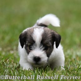 Teddy - White and tan male Russell Terrier puppy in Citra, Florida from Butterball Kennel