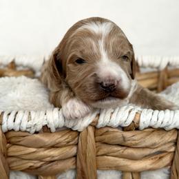 Orange - Apricot male Australian Labradoodle puppy in Auburn, Washington from West Valley Labradoodles