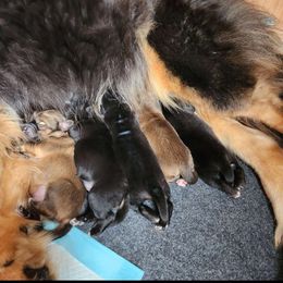 Tibetan Mastiff Puppies from Reigning Tibetan Mastiffs