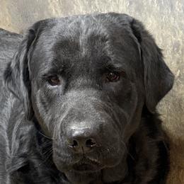 B.Dazzle - Labrador Retriever