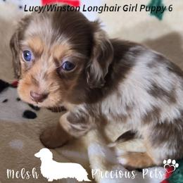 Puppy 6 (Girl 4) - Dapple female Dachshund puppy in Anamosa, Iowa from Melsh Precious Pets
