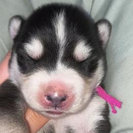 Azurielle - Sable and white female Siberian Husky puppy in Richland, Mississippi from Feazell’s Siberian Huskies
