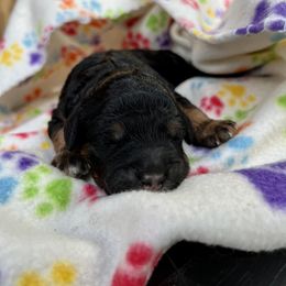 Goldendoodle and Poodle Puppies from SnickerDoodlePups