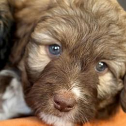 Beau - Brown and white male Aussiedoodle puppy in Jackson, Tennessee from Dinah Doodles and Aussies