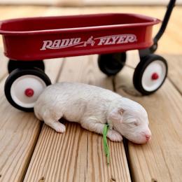 Tide - Parti male Poodle puppy in Dunn, North Carolina from Sandy Creek Kennels