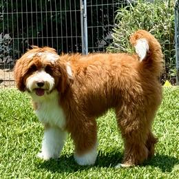 Tony - Bernedoodle