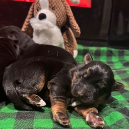 Winston - Black and red male German Shepherd puppy in Charlottesville, Virginia from AB_Elite_GSD