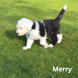 Merry - Gray and white female Old English Sheepdog puppy in Sutherlin, Oregon from Sapphire Eyes Sheepdogs