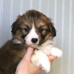 Sparrow - Sable male Pembroke Welsh Corgi puppy in Fayetteville, Arkansas from Intergalactic Corgis