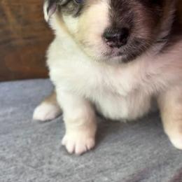 Aussiedoodle, Australian Shepherd, and Poodle Puppies from Barefoot Kennel