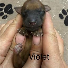 Violet - Brown female Whoodle puppy in Pima, Arizona from Schmidt's K9s