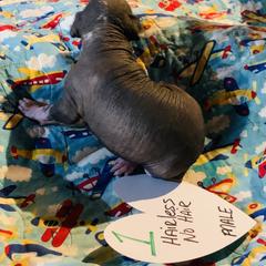 Peruvian Inca Orchid Puppies from Naked Baby’s