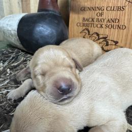 Baby Girl 2 - Yellow female Labrador Retriever puppy in Chatfield, Minnesota from Next Generation