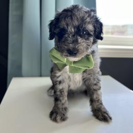 Wild - White and blue merle male Bordoodle puppy in Valley Center, California from Circle R Valley Bordoodls