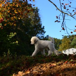 Poodle Puppies from D and D Standard Poodles