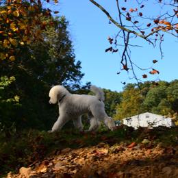 Poodle Puppies from D and D Standard Poodles