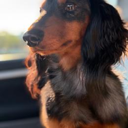 Yeti - Dapple male Dachshund puppy in Nashport, Ohio from Kw's Doxies