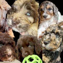 Newfoundland Puppies from KelleyDoodles