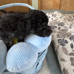 Boy2 - Black male Poodle puppy in Canterbury, Connecticut from Diamonds in the Sky