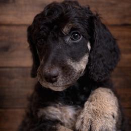 Danny - Phantom male Poodle puppy in Washington, Pennsylvania from Patriotic Poodles