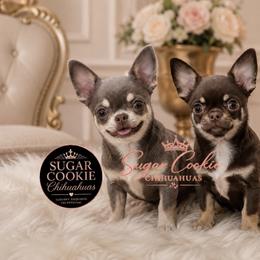 Chihuahua Puppies from Sugar Cookie Chihuahuas