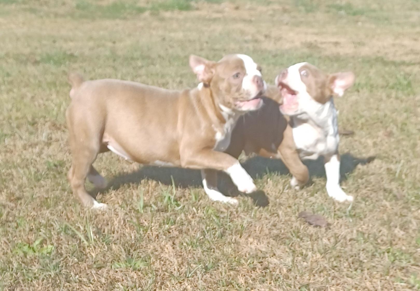 Coppers Creek Boston Terriers in Kentucky Boston Terrier puppies