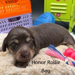 Honor Rollie - Chocolate and cream male Dachshund puppy in Montevallo, Alabama from Mallard's Miniature Dachshunds