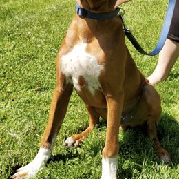 Rhodesian Ridgebacks from Crusader Rhodesian Ridgebacks