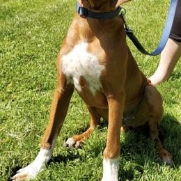 Rhodesian Ridgebacks from Crusader Rhodesian Ridgebacks