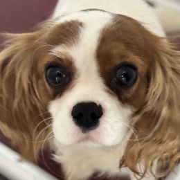 April - Cavalier King Charles Spaniel