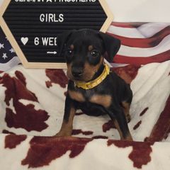 Boom- Yellow Collar - Black female German Pinscher puppy in Chatham, Virginia from Wild Mountain Haven K9