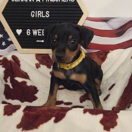 Boom- Yellow Collar - Black female German Pinscher puppy in Chatham, Virginia from Wild Mountain Haven K9