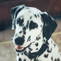 Salty - Dalmatian
