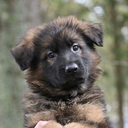 Honey - German Shepherd