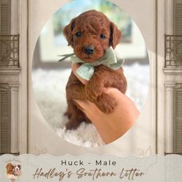 Huck - Red  male Goldendoodle puppy in Norcross, Georgia from Teddy Puppies
