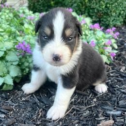 Copper - Black tri-color male Australian Shepherd puppy in Loda, Illinois from Pilcher Farms