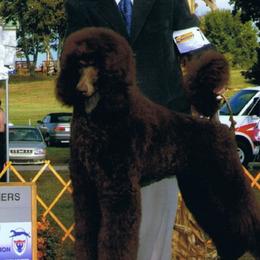 Gus - Poodle