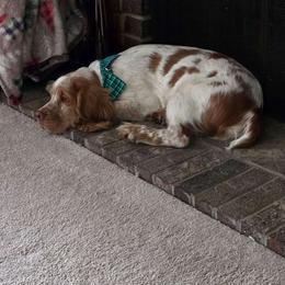 Lemy - English Springer Spaniel