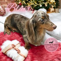 Blair - Dapple female Dachshund puppy in Columbia, Louisiana from Diamond 5R Ranch AKC & CKC Miniature Dachshunds
