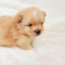 Pomeranian Puppies from Deborah's Darlings