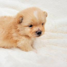 Pomeranian Puppies from Deborah's Darlings