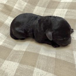 Cooter - Black male Labradoodle puppy in Bruceton Mills, West Virginia from Adonai Ra'ah Farms