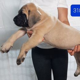 AKC PUP - Fawn female Mastiff puppy in Ava, Missouri from Ozark Mountain Mastiffs
