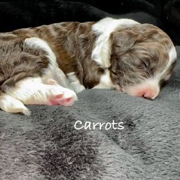 Carrots - Sable male Bordoodle puppy in Mancos, Colorado from Mesa View Puppies