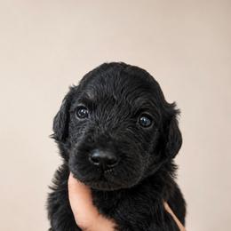 Crumpet - Phantom male Poodle puppy in Grovetown, Georgia from PND Kennel