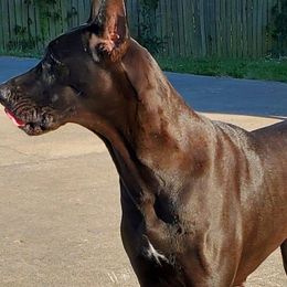 Great Danes from Weeping willow Danes