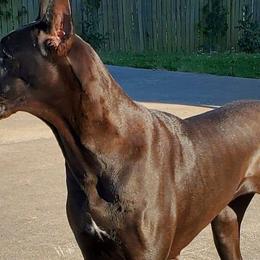Great Danes from Weeping willow Danes