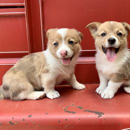 American Corgi Puppies from Baldwin’s Skyline View Farm