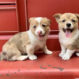 American Corgi Puppies from Baldwin’s Skyline View Farm