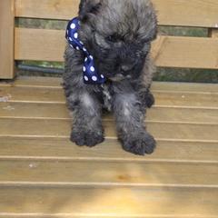 Boy 2 - male Bouvier des Flandres puppy in Marionville, Missouri from Sandbox Puppies